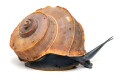 Tropidophora cuveriana Madagascar